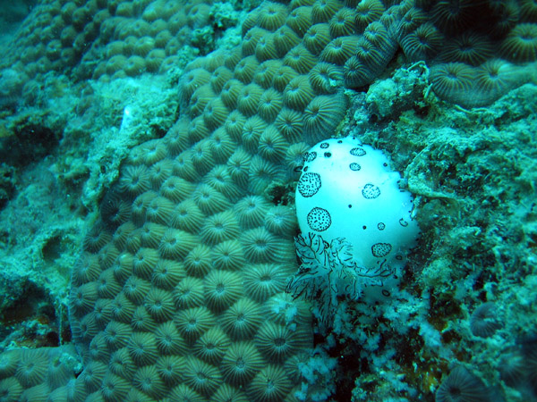 Sea slug - Kentrodorididae (Jorunna funebris)