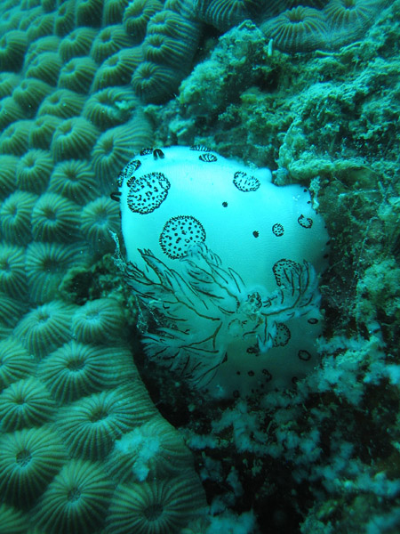 Sea slug - Kentrodorididae (Jorunna funebris)