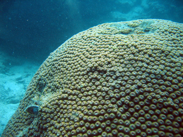 Starflower coral (Astreopora gracilis) Ko Tao
