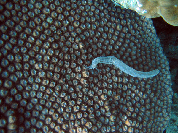 Synaptula lamperti - medusa worm sea cucumber