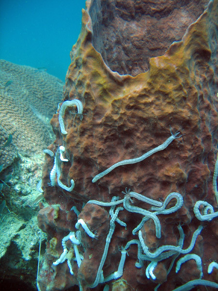 Synaptula lamperti on a barrel sponge