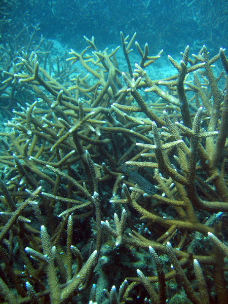 Staghorn coral (Acropora   ) Muang Bay, Ko Tao
