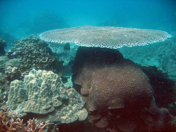 Table coral (Acropora  clathrata?) Muang Bay, Ko Tao
