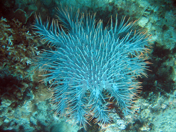 Crown of Thorns Starfish (Acanthaster planci), Ko Tao
