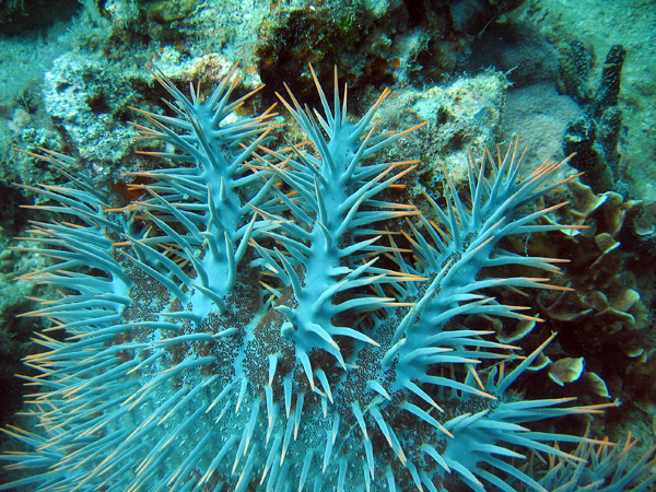 Crown of Thorns Starfish (Acanthaster planci), Ko Tao