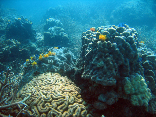Coral reef, Muang Bay, Ko Tao