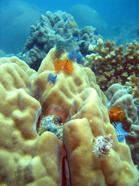 Coral Reef, Porites lobata, Muang Bay, Ko Tao