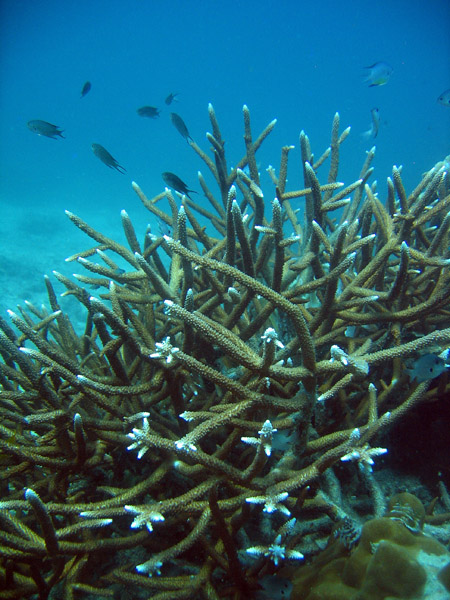 Staghorn coral (Acropora   ) Ko Tao