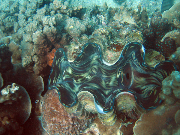 Giant clam (Tridacna squamosa?), Ko Tao