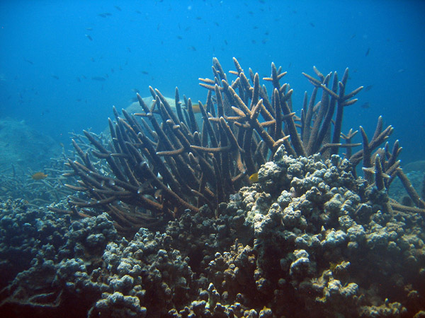 Coral reef, Muang Bay, Ko Tao