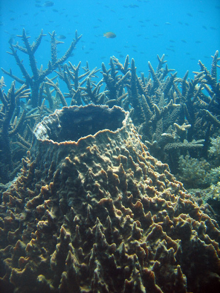 Giant barrel sponge (Xestospongia testudinaria) Ko Tao