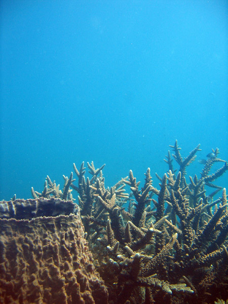Barrel sponge & staghorn coral, Ko Tao