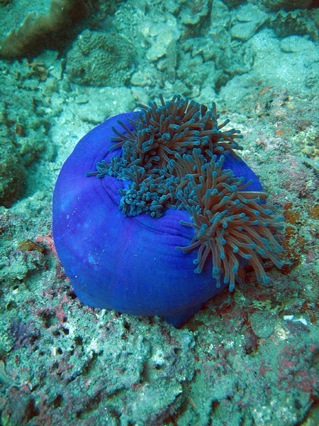 Magnificient Sea Anemone (Heteractis magnifica)