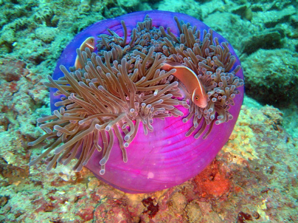 Sea Anemone (Heteractis magnifica) with pink anemonefish (Amphiprion perideraion)