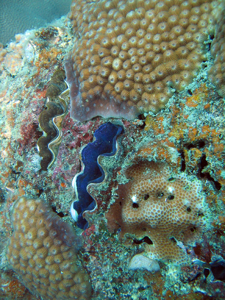 Burrowing giant clam (Tridacna maxima)