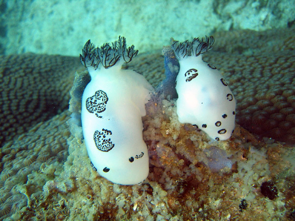 Kentrodorididae Sea Slugs (Jorunna funebris) Ko Nang Yuan (Ko Tao)