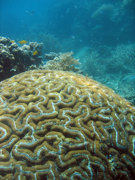 Brain Coral - Symphyllia recta