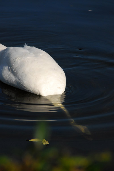 Swan feeding off the bottom