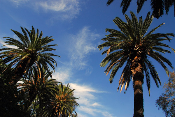 Palm trees, Queen Victoria Gardens, Melbourne