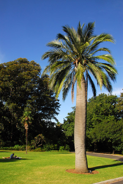 Chilean Wine Palm (Jubaea chilensis) Royal Botanic Gardens, Melbourne