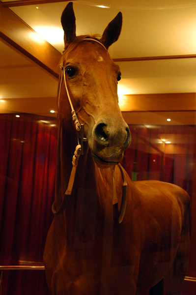 Phar Lap, famous Australian racehorse (1926-1932)