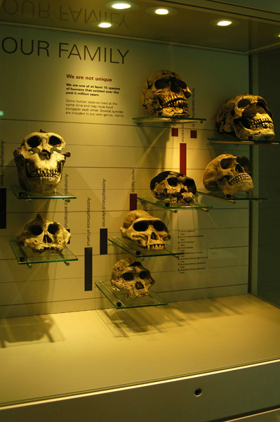 Evolution of mankind gallery, Melbourne Museum