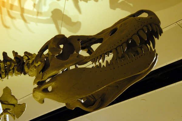 Tarbosaurus, late Cretaceous, Melbourne Museum