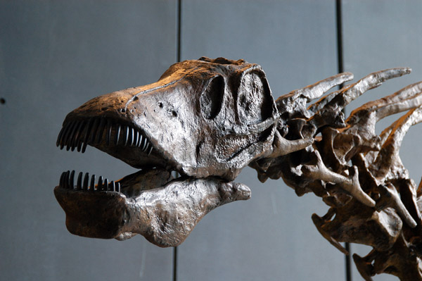 Tarbosaurus, late Cretaceous, Melbourne Museum
