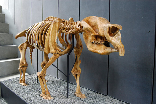 Diprotodon optatum, the largest known marsupial went extinct over 50,000 years ago