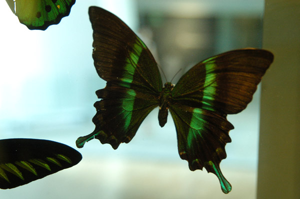 Insect collection, Melbourne Museum - giant green butterfly