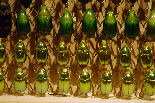 Insect collection, Melbourne Museum - iridescent green beetles