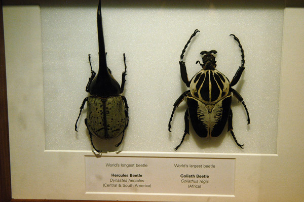 Hercules Beetle (Dynastes hercules) and Goliath Beetle (Goliathus regis) - neither from Australia