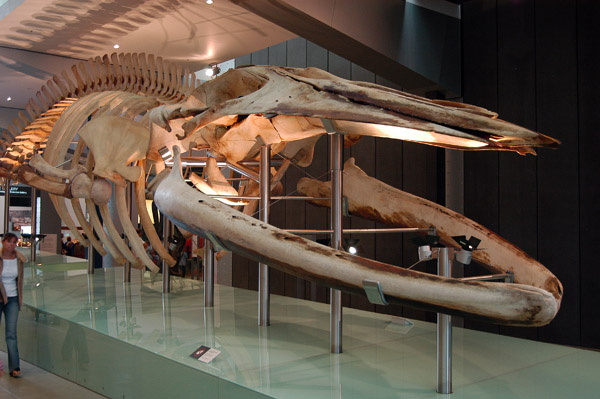 Pygmy Blue Whale skeleton (18.7m) Melbourne Museum