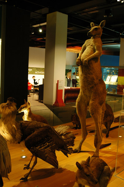 Australian fauna gallery, Melbourne Museum