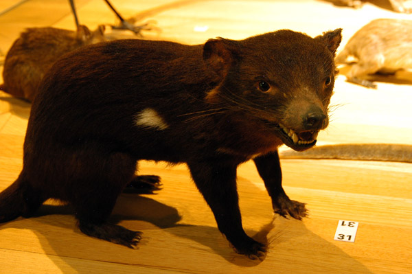 Tasmanian Devil (Sarcophilus harrisii) highly endangered