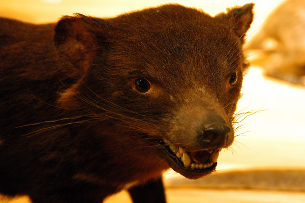 Tasmanian Devil (Sarcophilus harrisii) hunted to extinction on the mainland