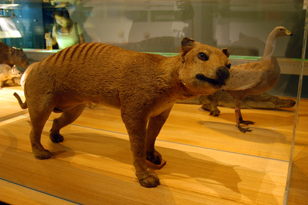 Tasmanian Tiger (Thylacine cynocephalus) extinct in 1936