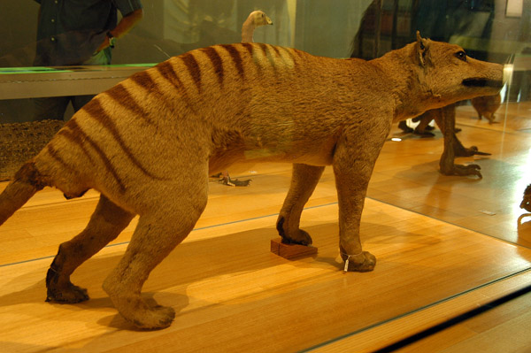 Official protection of the Thylacine was introduced 59 days before the last known specimen died at Hobart Zoo