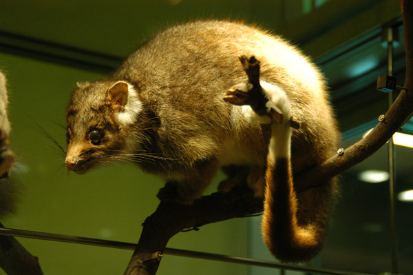 Mountain Brushtail Possum (Trichosurus caninus)