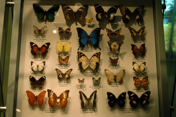 Insect collection, Melbourne Museum - butterflies