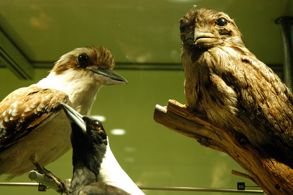 Bird collection of the Melbourne Museum