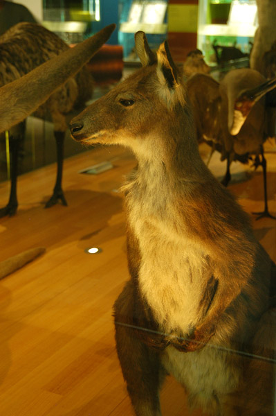 Common Wallaroo (Macropus robustus)