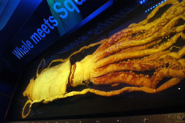 Giant Squid - Melbourne Museum