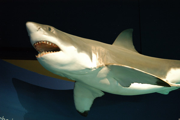 Great White Shark - Melbourne Museum
