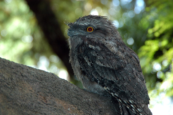 Tawny Frogmouth in the atrium of Melbourne Museum