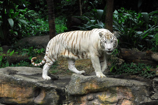 White Tiger, Singapore Zoo