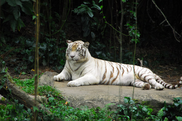 White Tiger resting, Singapore Zoo