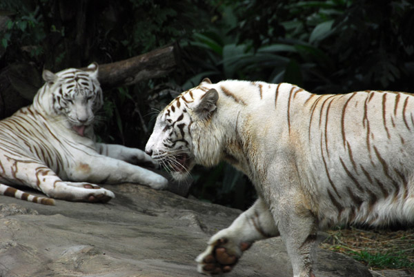 A pair of White Tigers, Singapore Zoo