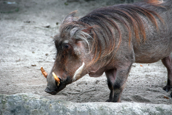 Babirusa (Babyrousa babyrussa) Celebes/Sulawesi-Indonesia wild pig,