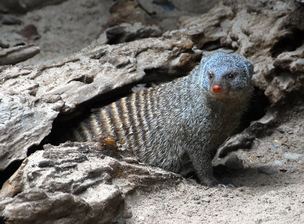 Banded Mongoose, Singapore Zoo